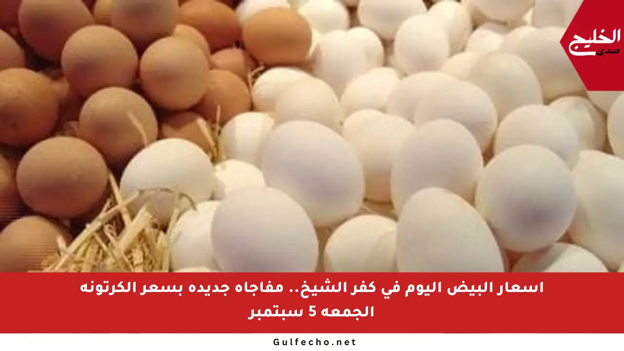 أسعار البيض اليوم في كفر الشيخ.. مفاجأة جديدة بسعر الكرتونة الجمعة 5 سبتمبر